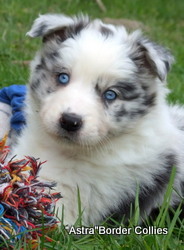 Blue Merle, Female, Rough coated, border collie puppy
